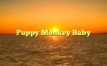 Puppy Monkey Baby