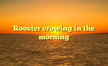Rooster crowing in the morning