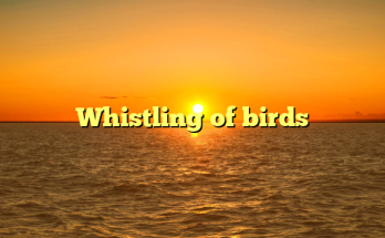 Whistling of birds